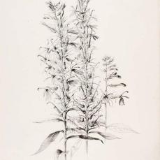 George Elbert Burr; Untitled (Cardinal Flower, Lobelia cardinalis); 1889; pen and ink on paper; 36.5 x 27.5 cm; Smithsonian American Art Museum