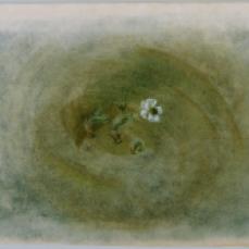 Morris Graves; Winter Flower; 1954; Pastel and gouache on toned paper; 20.32 x 27.94 cm; The Phillips Collection, Washington DC