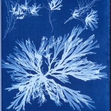 Anna Atkins; Photographs of British Algae; Dictyota dichotoma, in the young state and in fruit; 1843; Cyanotype Impressions; cyanotype photogram