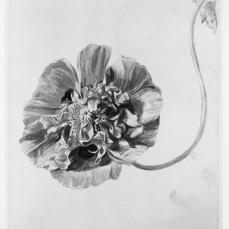 Jan van Huysum; Flower study; early 18th century; watercolor; 181 x 272 mm; British Museum