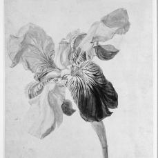 Jan van Huysum; Flower study; early 18th century; watercolor on paper; 204 x 154 mm; British Museum