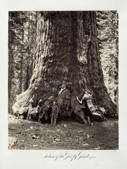 Carlton E. Watkins; Section of the Grizzly Giant, 101 feet circumference; c.1876; albumen silver print from glass negative; The Metropolitan Museum of Art