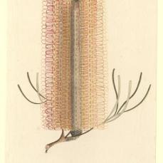 Port Jackson Painter; Banksia spinalosa, native name "Wallangre"; c.1788-97; watercolor; 30.3 x 16.4 cm; The Natural History Museum, London