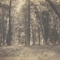Gustave Le Gray; The Forest at Fontainebleau; c.1855; salt print from a wax paper negative; 29.5 x 37.7 cm; Yale University Art Gallery