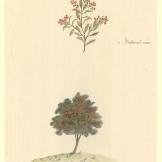 Port Jackson Painter; Fruiting tree, "Stipalix"; c.1788-97; watercolor and ink; 29.9 x 20.2 cm; The Natural History Museum, London