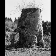 Robert Adams; Old-growth Stump, Coos County, Oregon; 1999-2003