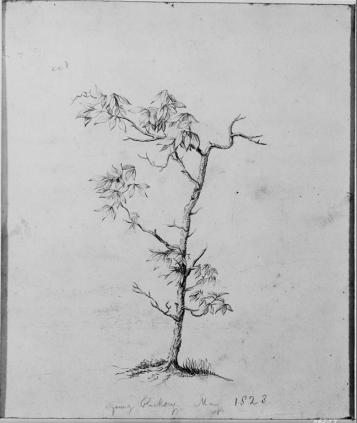 Thomas Cole, pencil on paper, 1823.